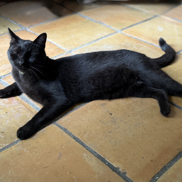 Julie's Purrfessional Cat Care