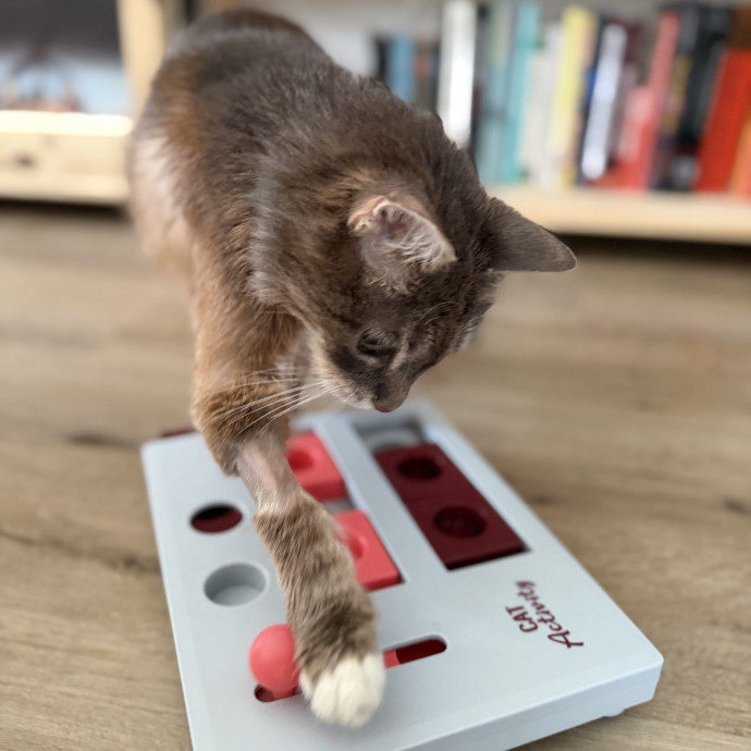 Julie's Purrfessional Cat Care