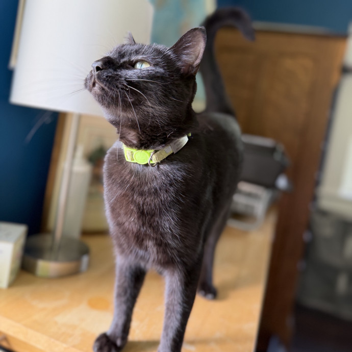 Julie's Purrfessional Cat Care