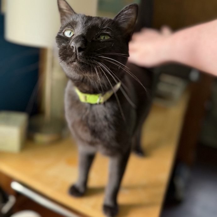Julie's Purrfessional Cat Care