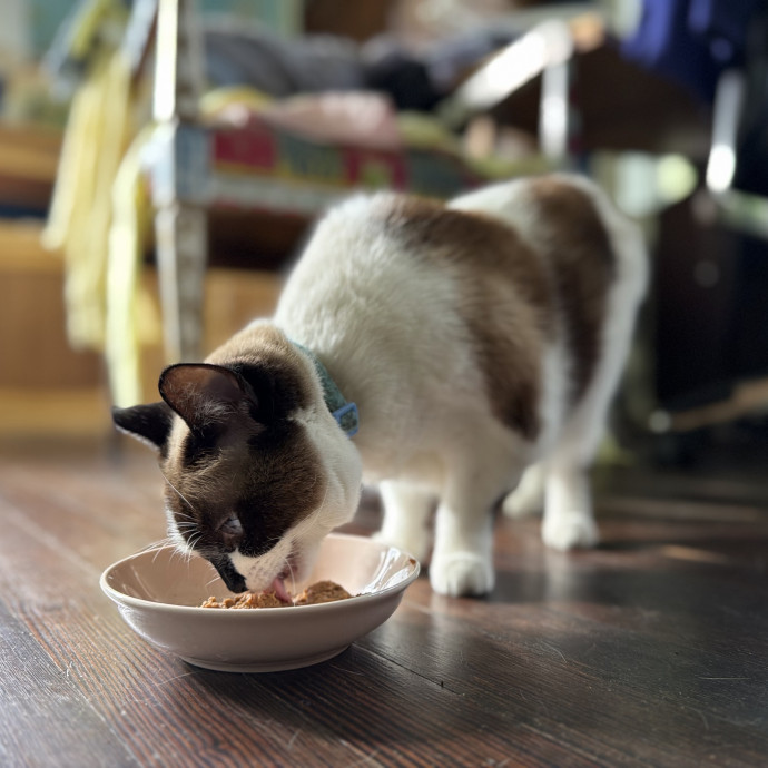 Julie's Purrfessional Cat Care