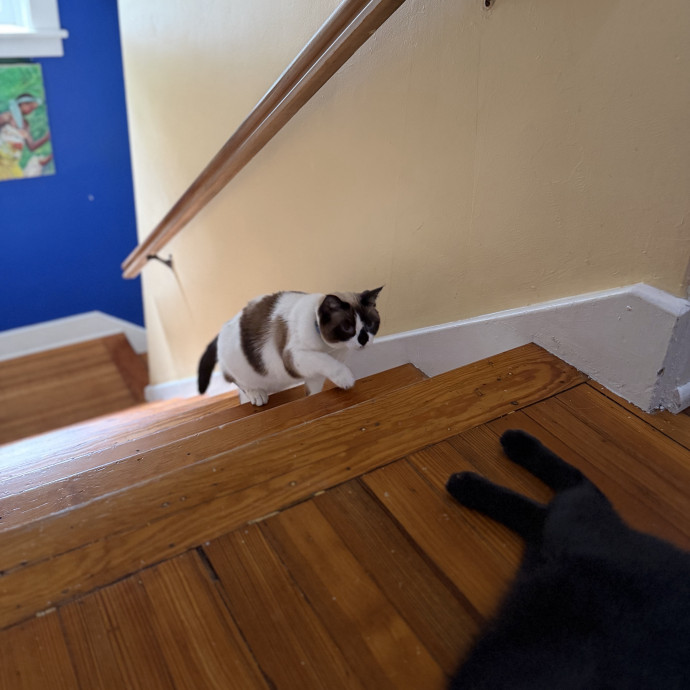 Julie's Purrfessional Cat Care