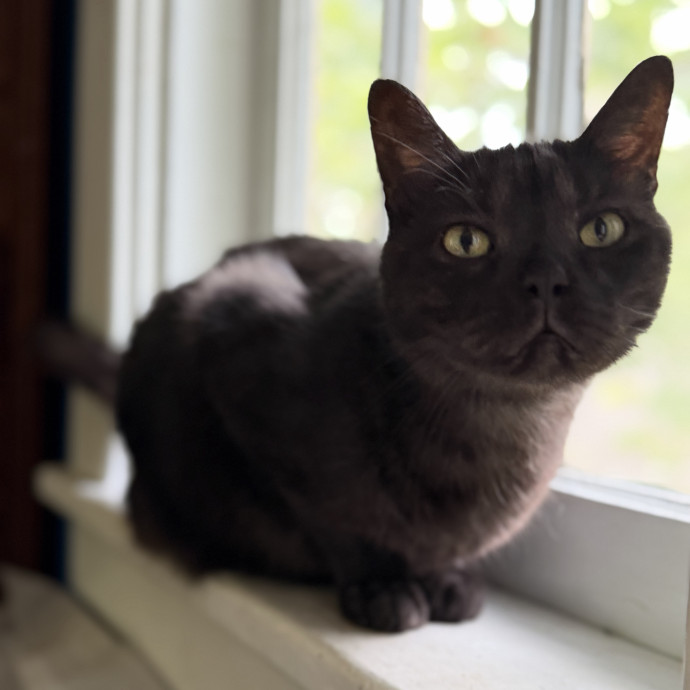 Julie's Purrfessional Cat Care