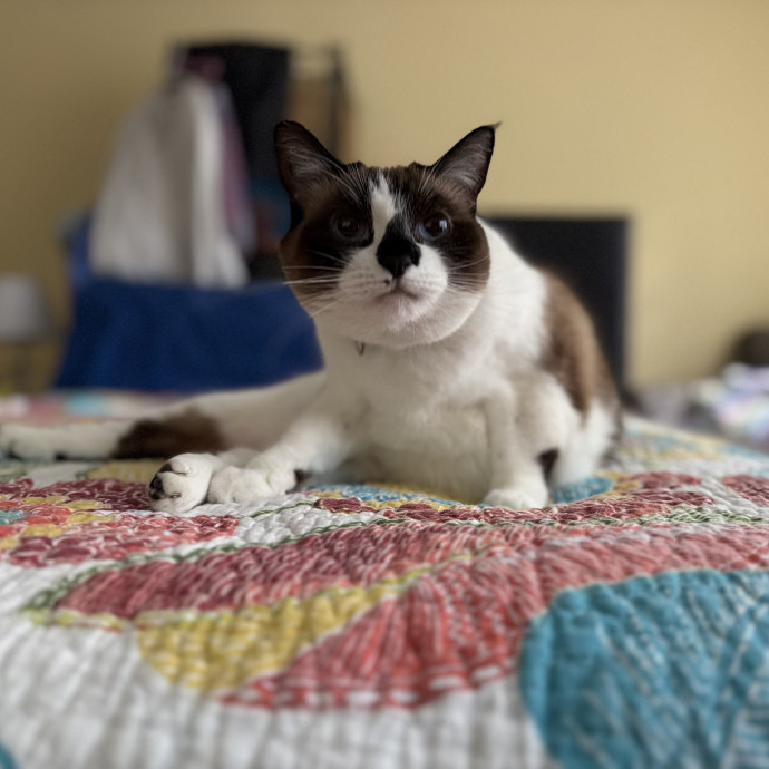 Julie's Purrfessional Cat Care
