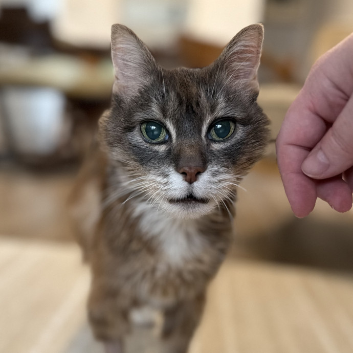 Julie's Purrfessional Cat Care photo 3