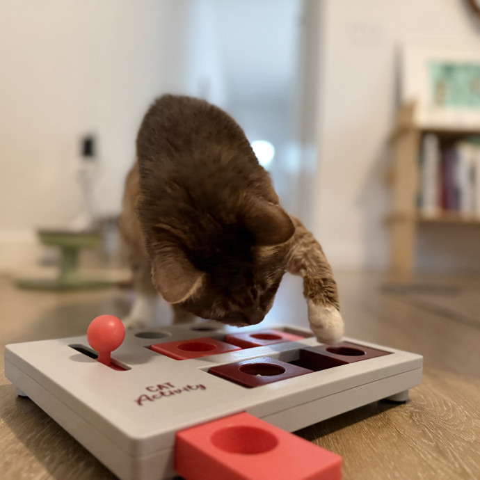 Julie's Purrfessional Cat Care photo 2