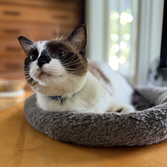 Julie's Purrfessional Cat Care