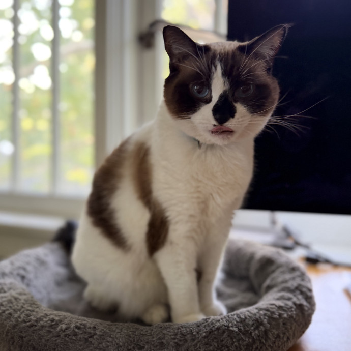 Julie's Purrfessional Cat Care photo 3