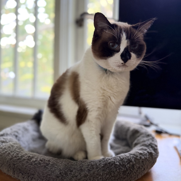 Julie's Purrfessional Cat Care photo 2