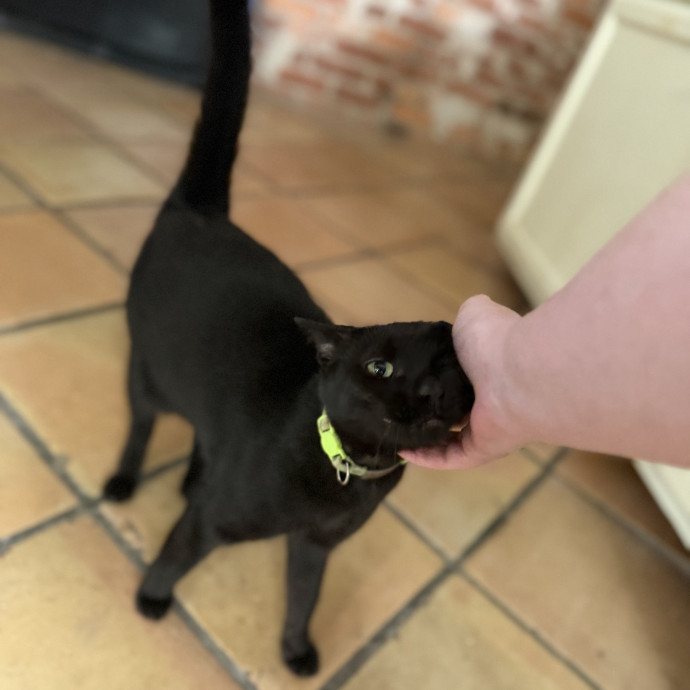 Julie's Purrfessional Cat Care