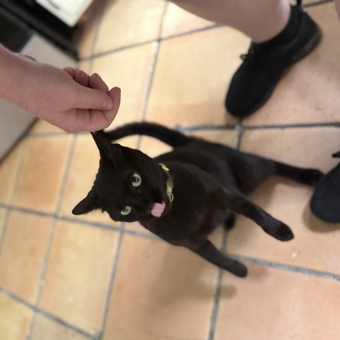 Julie's Purrfessional Cat Care