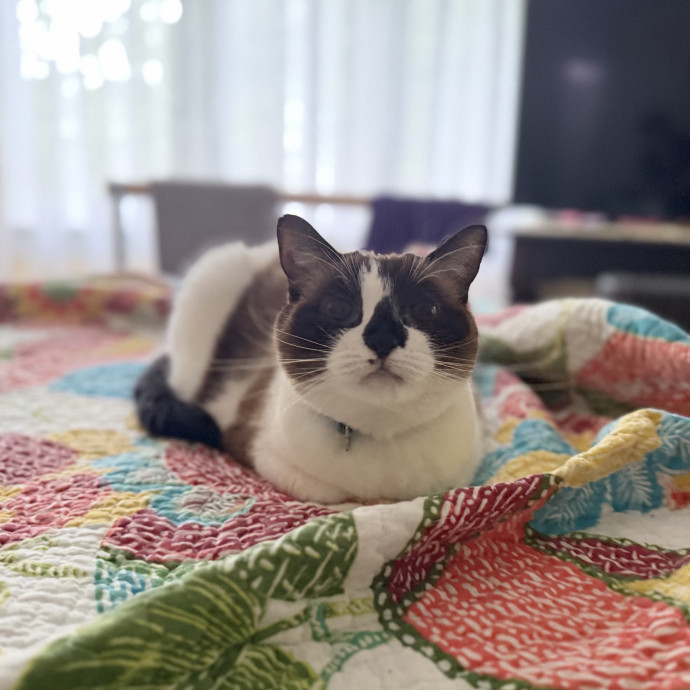Julie's Purrfessional Cat Care