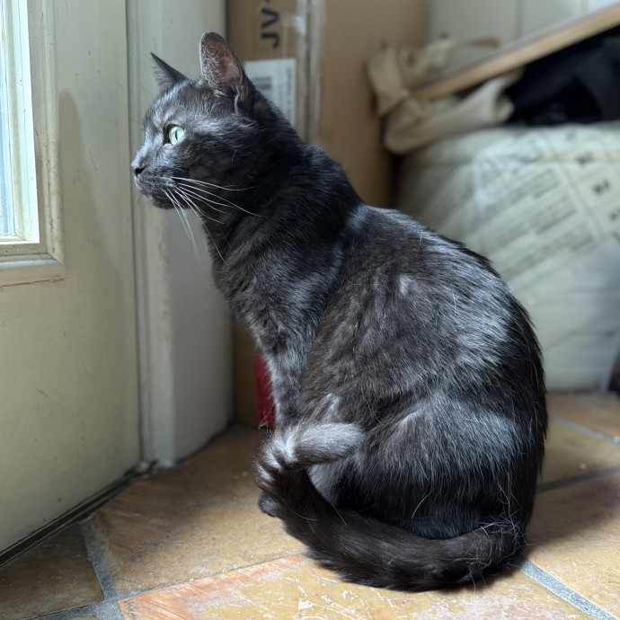Julie's Purrfessional Cat Care