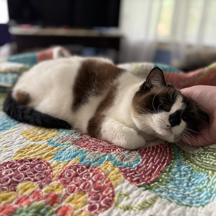 Julie's Purrfessional Cat Care