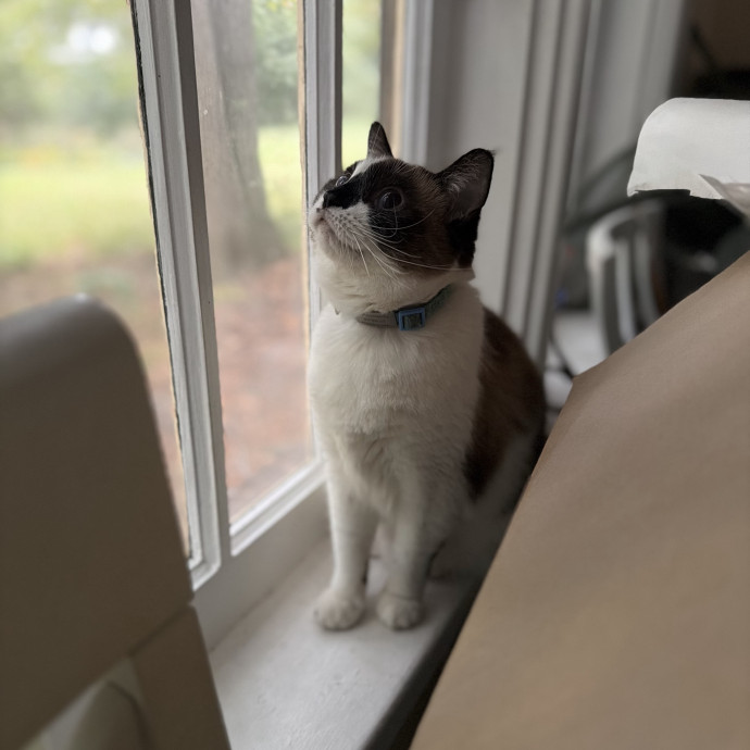 Julie's Purrfessional Cat Care