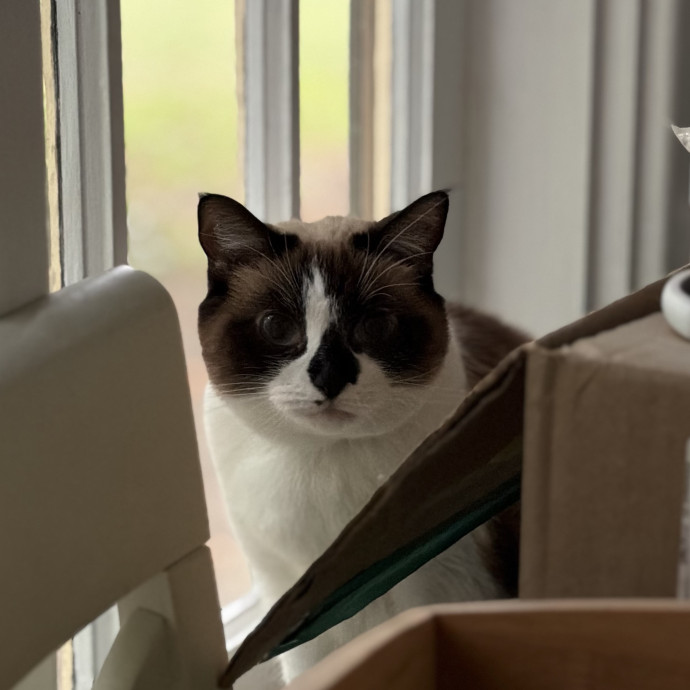 Julie's Purrfessional Cat Care