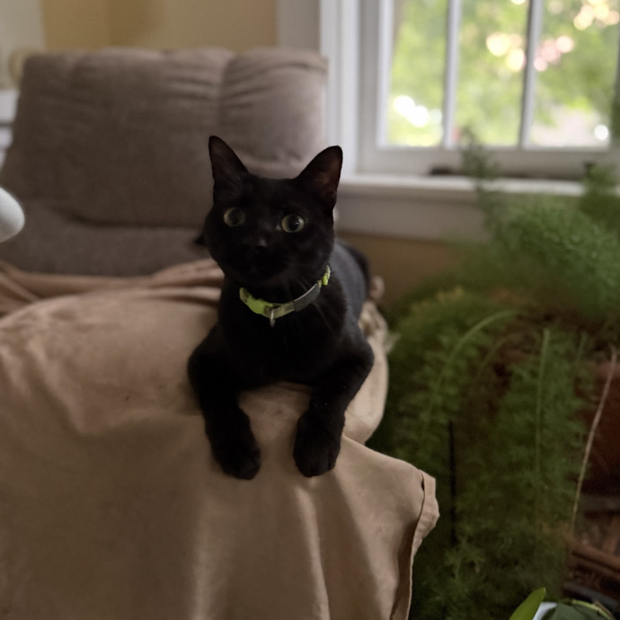 Julie's Purrfessional Cat Care