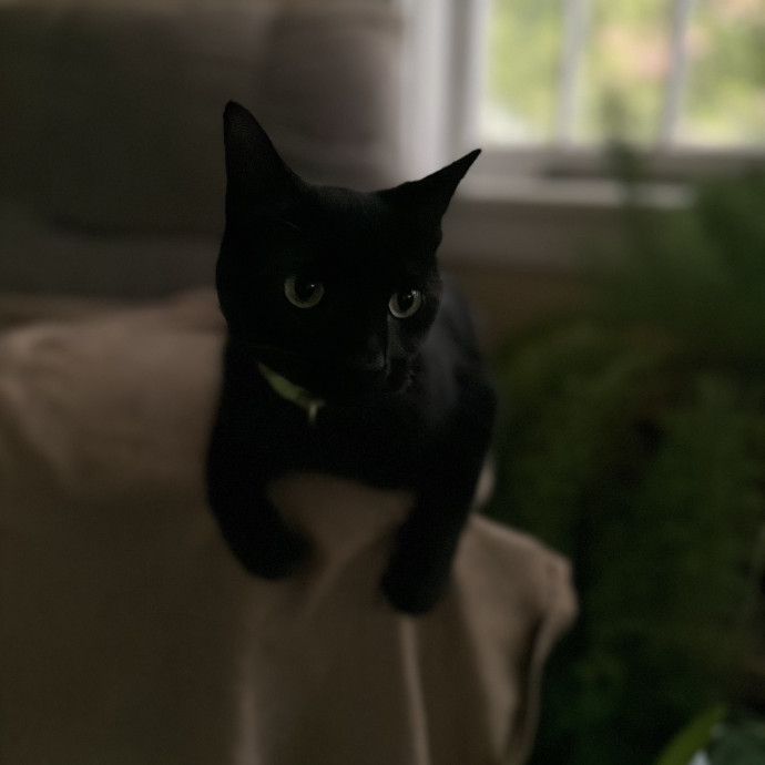 Julie's Purrfessional Cat Care