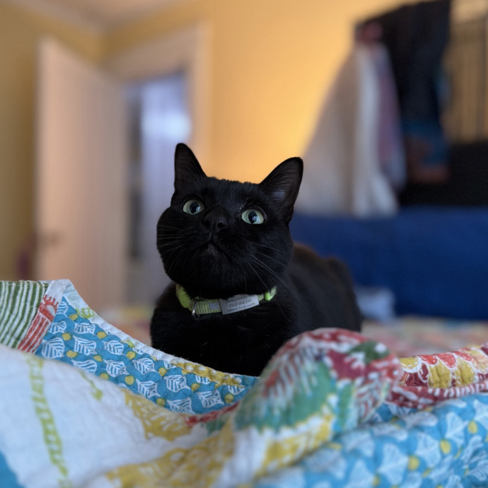 Julie's Purrfessional Cat Care