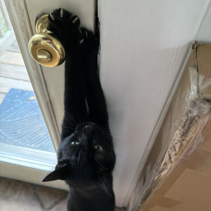 Julie's Purrfessional Cat Care