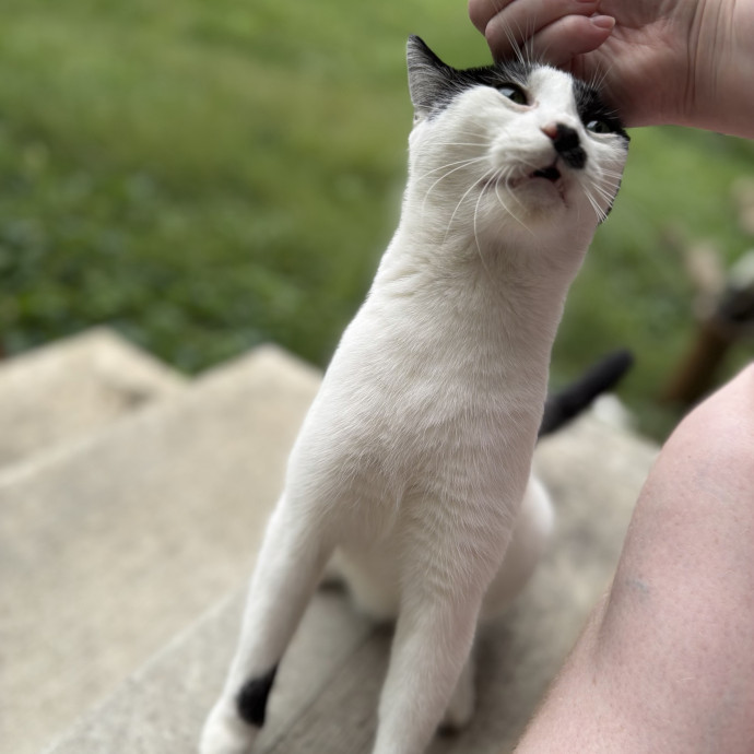 Julie's Purrfessional Cat Care