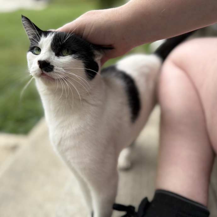 Julie's Purrfessional Cat Care