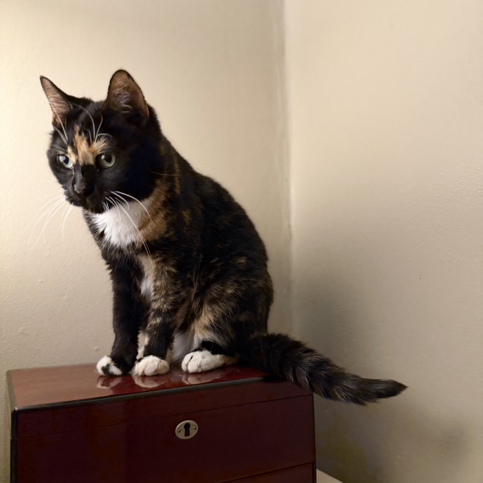 Julie's Purrfessional Cat Care