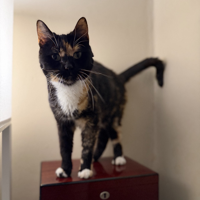 Julie's Purrfessional Cat Care
