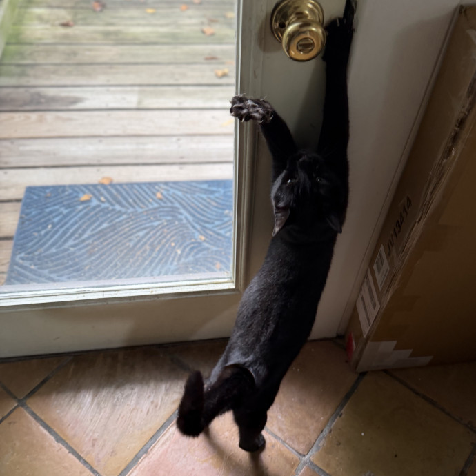 Julie's Purrfessional Cat Care
