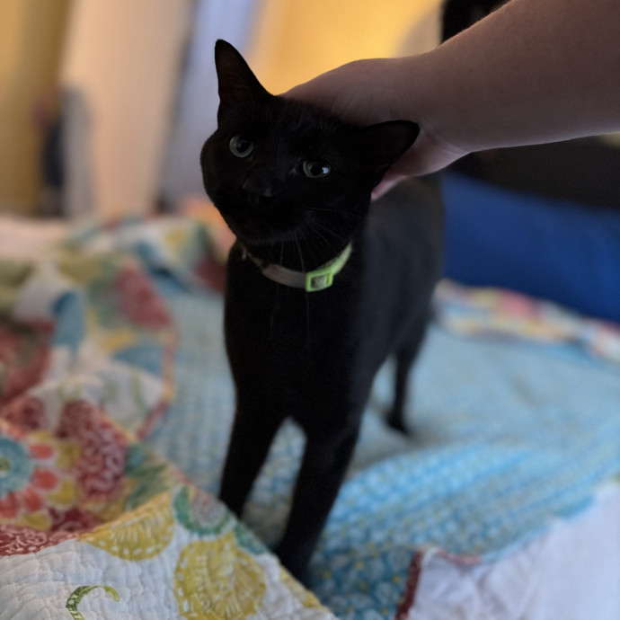 Julie's Purrfessional Cat Care