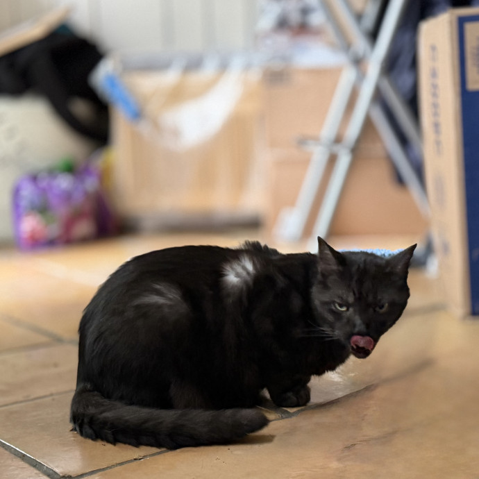 Julie's Purrfessional Cat Care