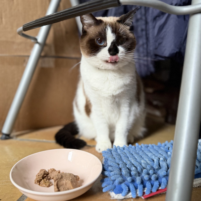 Julie's Purrfessional Cat Care