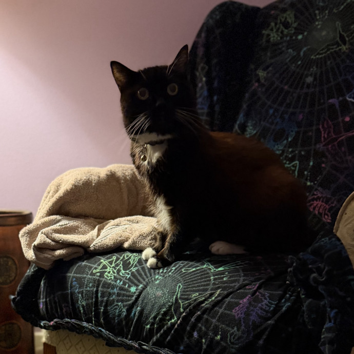 Julie's Purrfessional Cat Care
