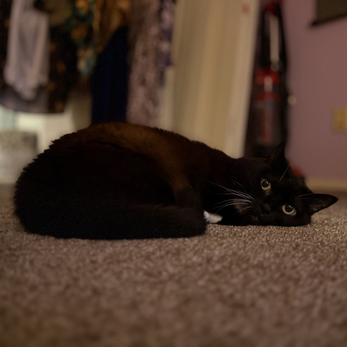 Julie's Purrfessional Cat Care