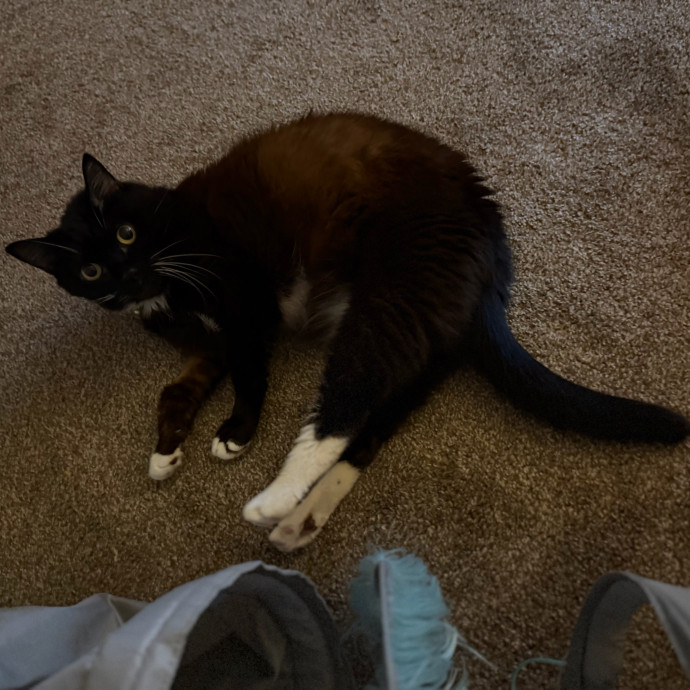 Julie's Purrfessional Cat Care