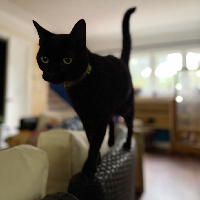Julie's Purrfessional Cat Care