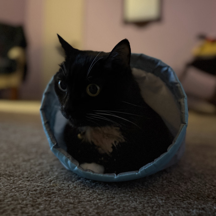 Julie's Purrfessional Cat Care