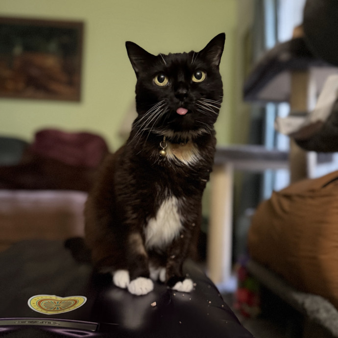 Julie's Purrfessional Cat Care