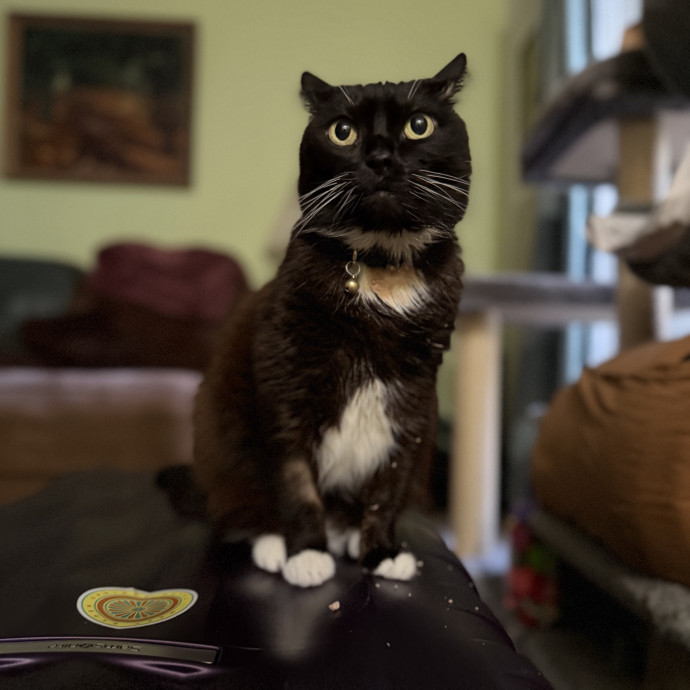 Julie's Purrfessional Cat Care