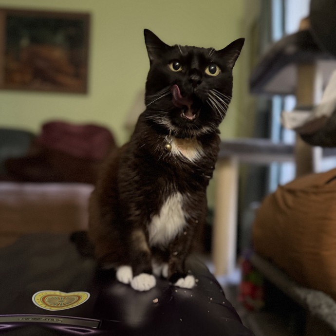 Julie's Purrfessional Cat Care