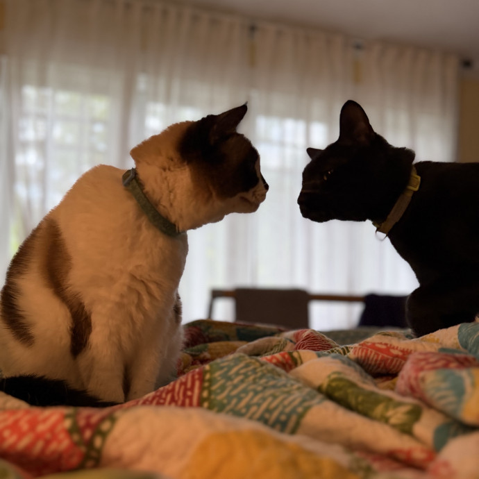 Julie's Purrfessional Cat Care