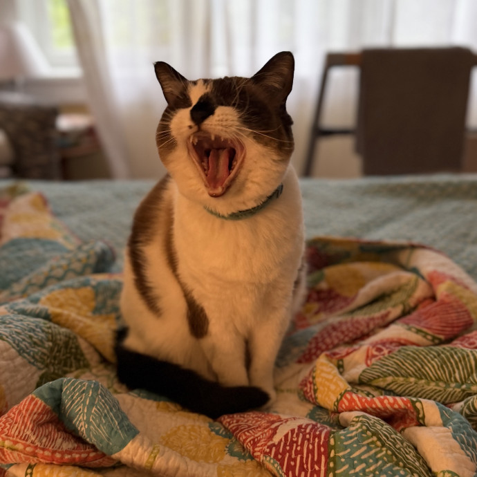 Julie's Purrfessional Cat Care