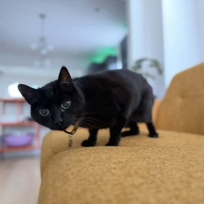 Julie's Purrfessional Cat Care