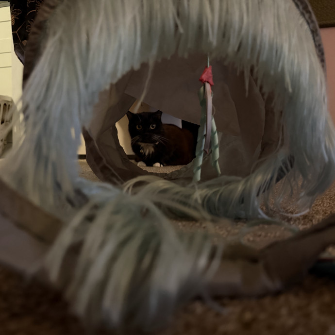 Julie's Purrfessional Cat Care