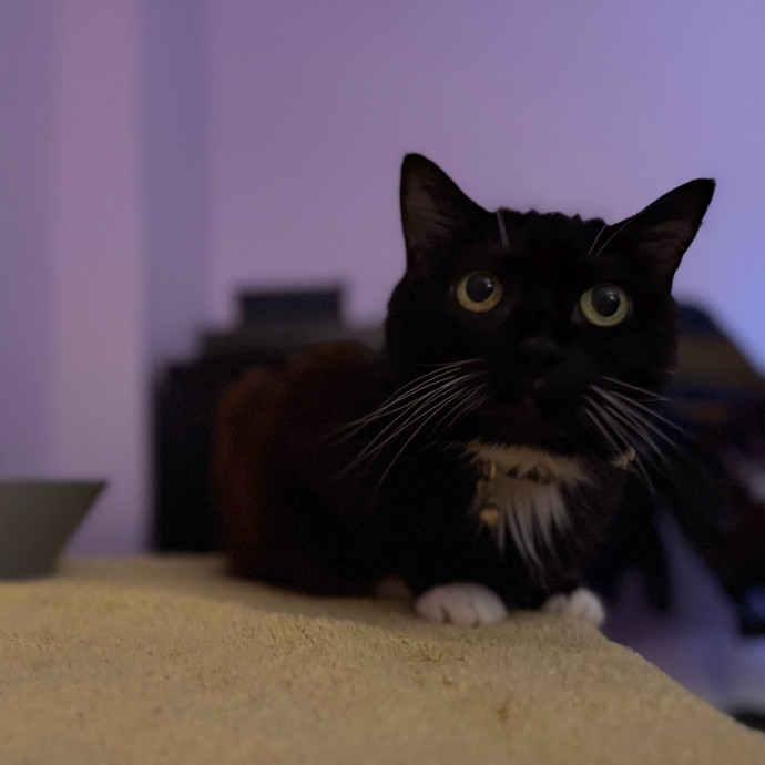 Julie's Purrfessional Cat Care