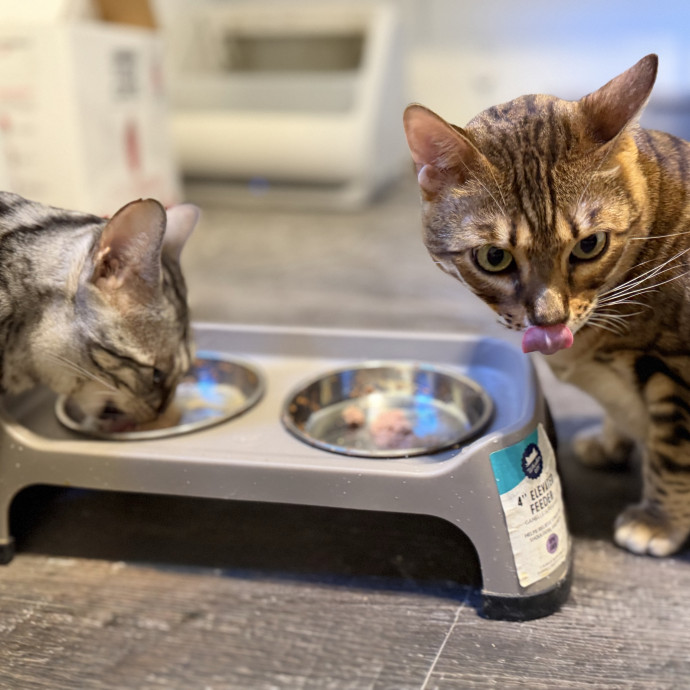 Julie's Purrfessional Cat Care