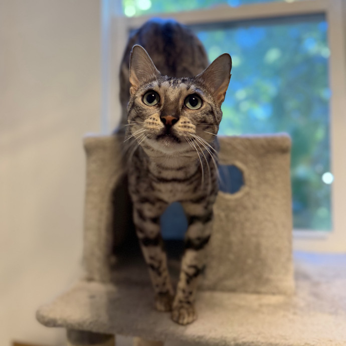 Julie's Purrfessional Cat Care