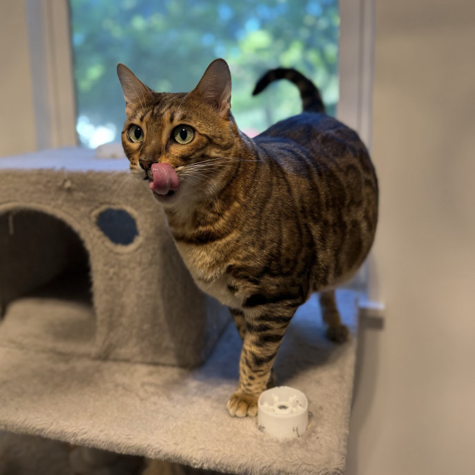 Julie's Purrfessional Cat Care