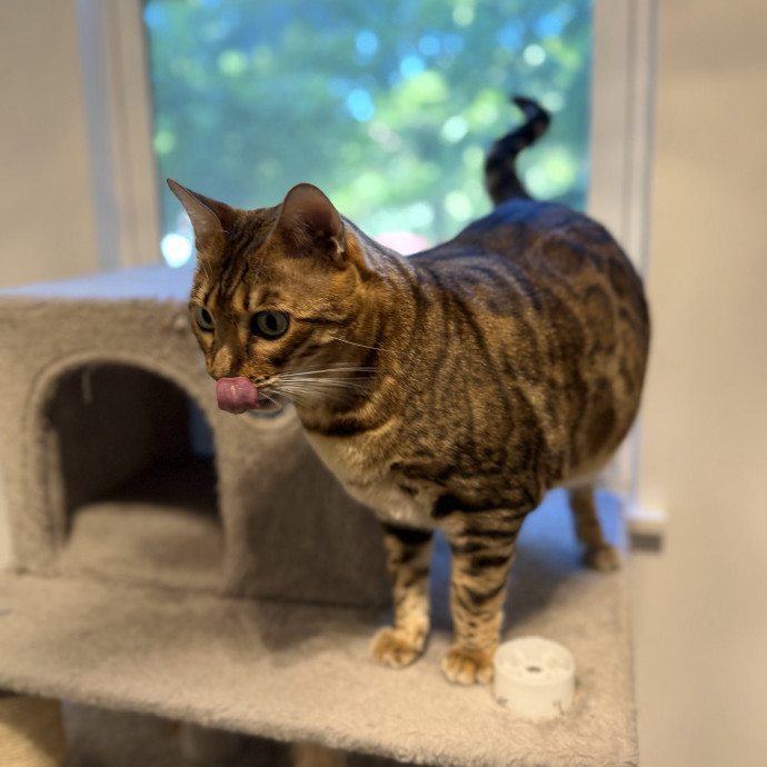 Julie's Purrfessional Cat Care