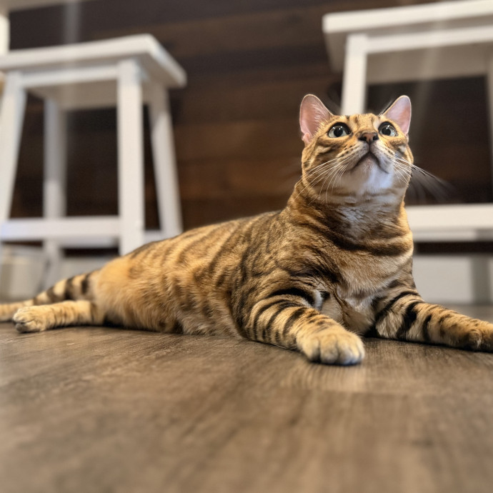 Julie's Purrfessional Cat Care